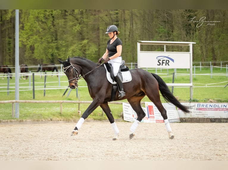 Baden-Wurtemberger Caballo castrado 8 años 179 cm Castaño oscuro in Kandern