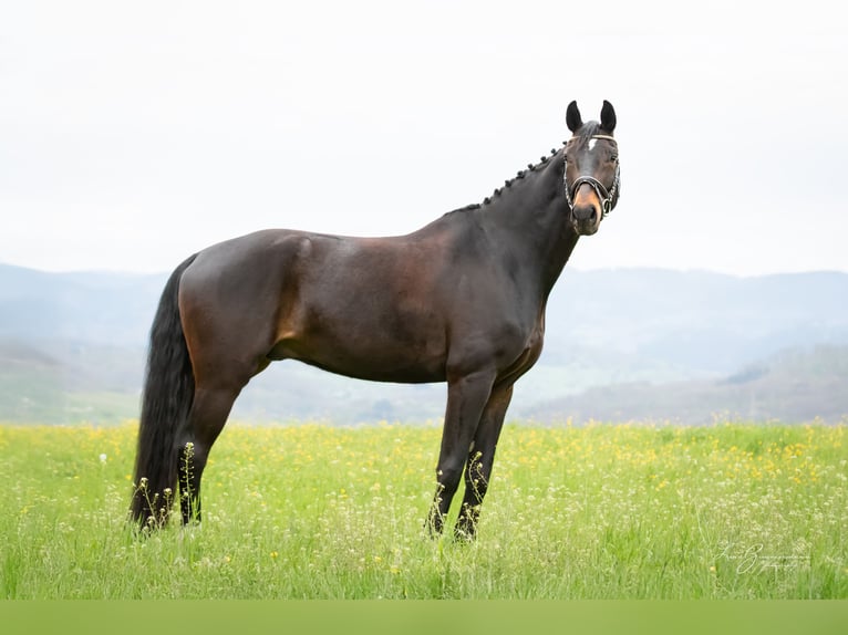 Baden-Wurtemberger Caballo castrado 8 años 179 cm Castaño oscuro in Kandern