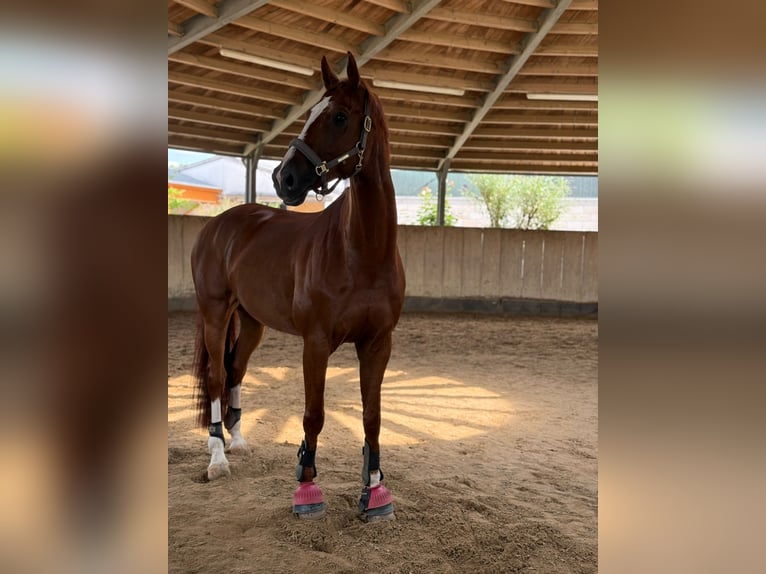 Baden-Wurtemberger Caballo castrado 9 años 170 cm Alazán in Hattersheim
