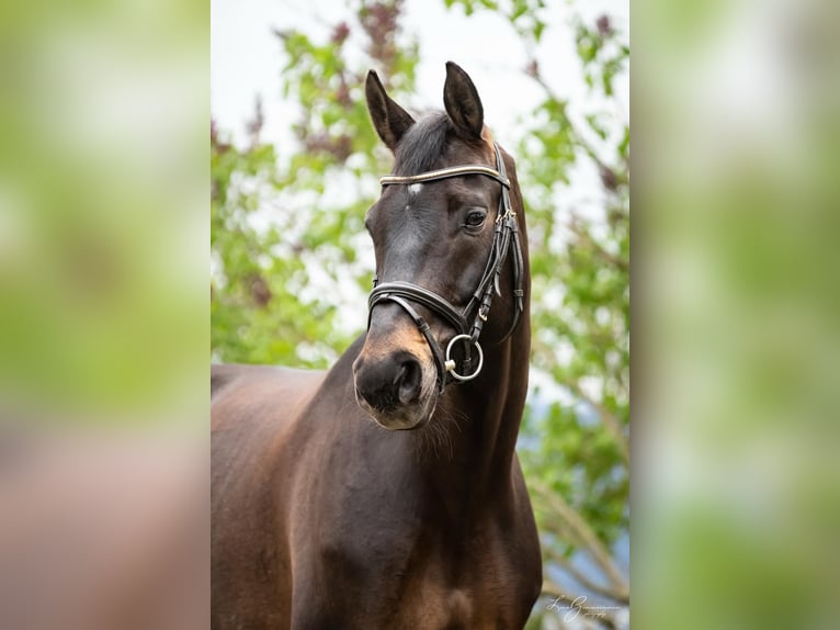 Baden-Wurtemberger Caballo castrado 9 años 171 cm Castaño oscuro in Kandern
