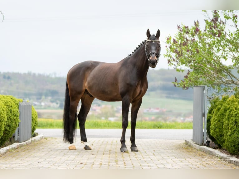 Baden-Wurtemberger Caballo castrado 9 años 171 cm Castaño oscuro in Kandern