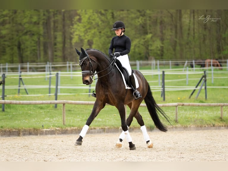 Baden-Wurtemberger Caballo castrado 9 años 171 cm Castaño oscuro in Kandern