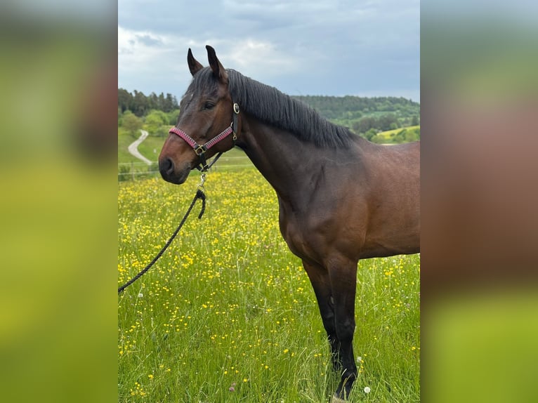 Baden-Wurtemberger Caballo castrado 9 años 172 cm Castaño oscuro in Waldachtal