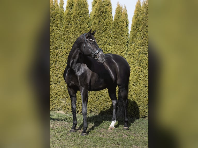 Baden-Wurtemberger Yegua 12 años 174 cm Negro in Renningen