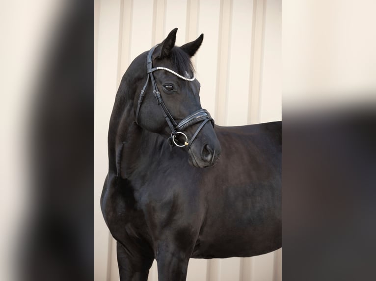 Baden-Wurtemberger Yegua 12 años 174 cm Negro in Renningen