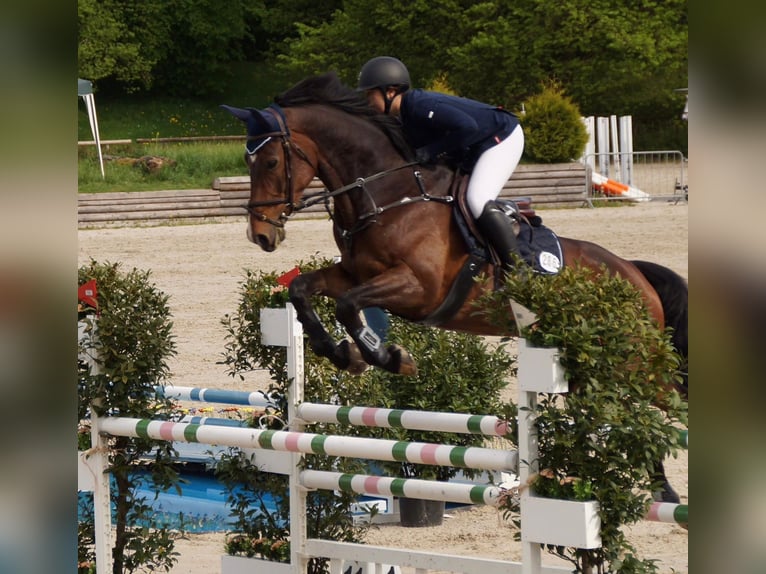 Baden-Wurtemberger Yegua 12 años 180 cm Castaño in Du&#xDF;lingen