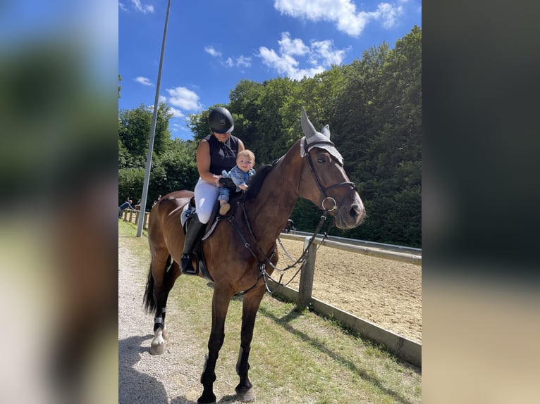 Baden-Wurtemberger Yegua 13 años 180 cm Castaño in DußlingenDußlingen