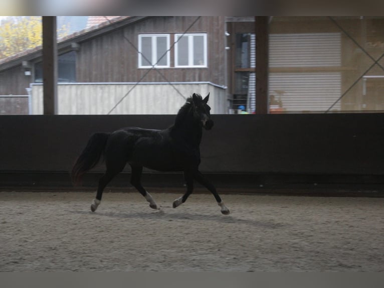 Baden-Wurtemberger Yegua 14 años 162 cm Morcillo in Weilheim