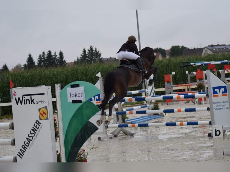 Baden-Wurtemberger Yegua 14 años 168 cm Castaño in Jettingen-Scheppach