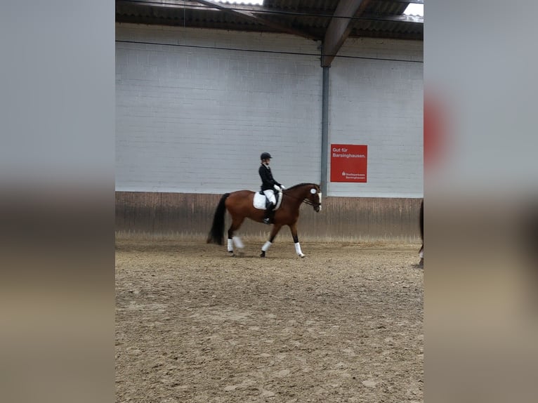 Baden-Wurtemberger Yegua 15 años 165 cm Castaño in Wunstorf