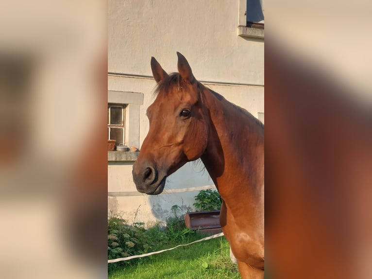 Baden-Wurtemberger Yegua 16 años 165 cm Castaño in Abtsgmünd