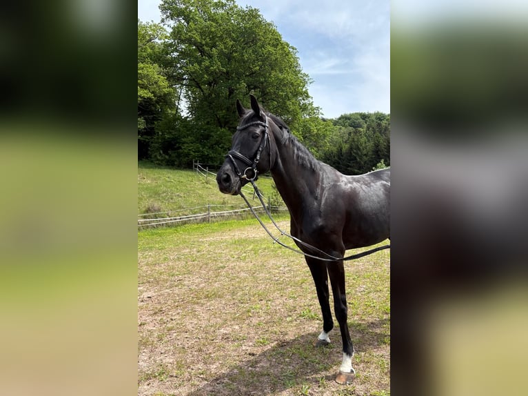 Baden-Wurtemberger Yegua 17 años 165 cm Morcillo in HüttlingenHüttlingen