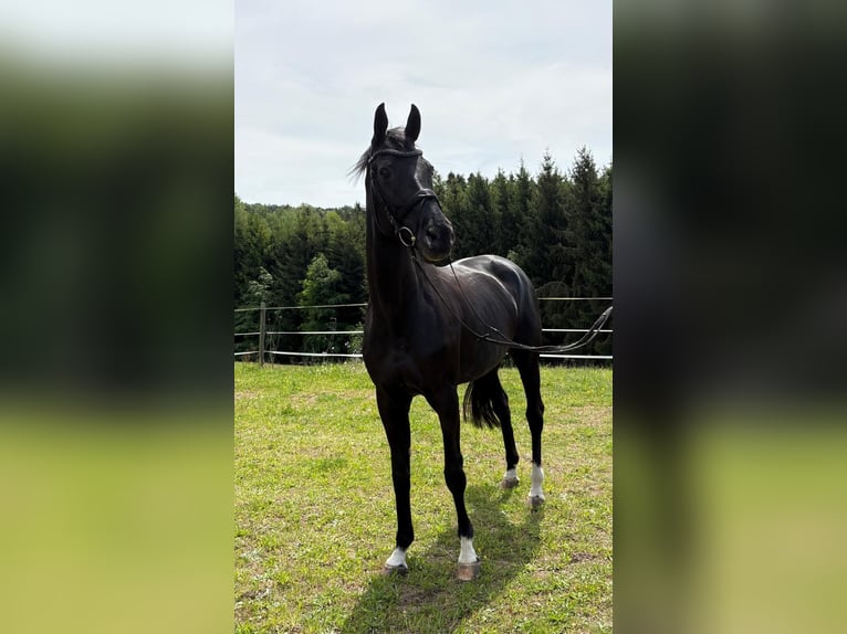 Baden-Wurtemberger Yegua 17 años 165 cm Morcillo in HüttlingenHüttlingen