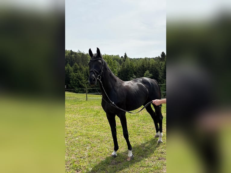 Baden-Wurtemberger Yegua 17 años 165 cm Morcillo in HüttlingenHüttlingen
