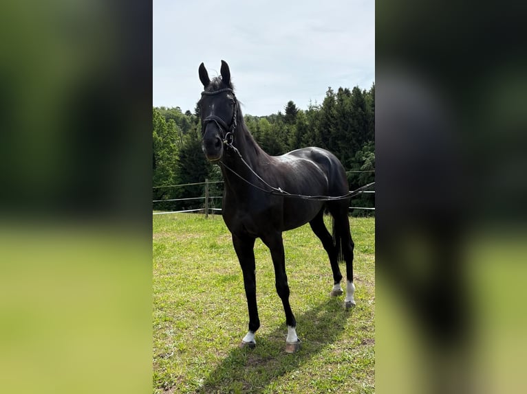 Baden-Wurtemberger Yegua 17 años 165 cm Morcillo in HüttlingenHüttlingen