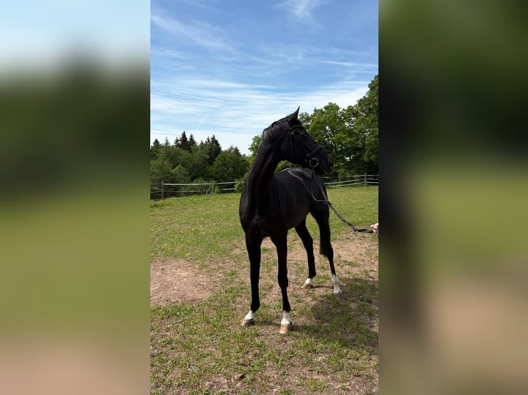 Baden-Wurtemberger Yegua 17 años 165 cm Morcillo in HüttlingenHüttlingen
