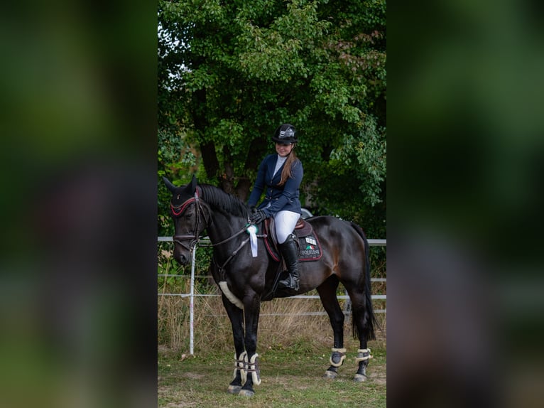 Baden-Wurtemberger Yegua 20 años 168 cm Castaño oscuro in Freden (Leine)