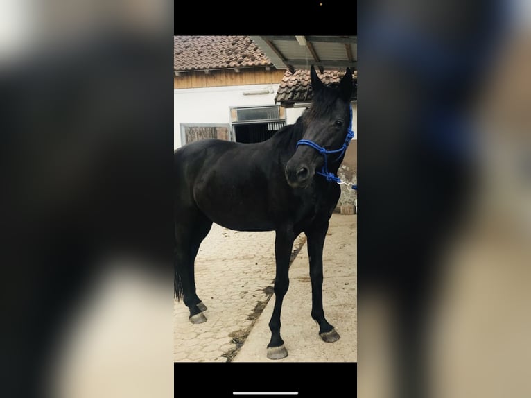 Baden-Wurtemberger Yegua 27 años 160 cm Negro in Kulmbach