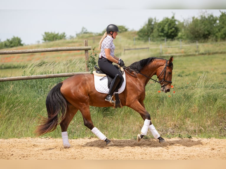 Baden-Wurtemberger Yegua 3 años 170 cm Castaño in Kirchheim am Ries
