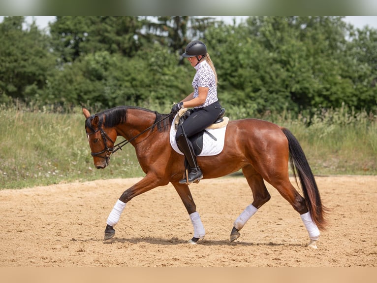 Baden-Wurtemberger Yegua 3 años 170 cm Castaño in Kirchheim am Ries