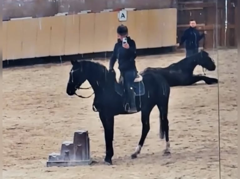 Baden-Wurtemberger Yegua 3 años 170 cm Negro in W&#xFC;rzburg