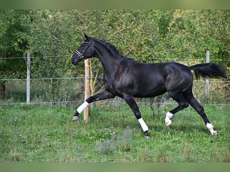 Baden-Wurtemberger Yegua 3 años 170 cm Negro in W&#xFC;rzburg