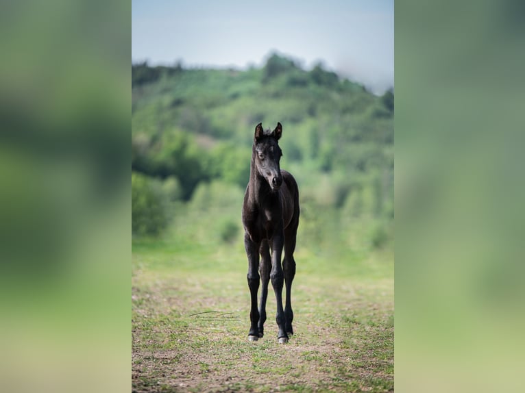 Baden-Wurtemberger Yegua 4 años 165 cm Castaño oscuro in Jagstzell