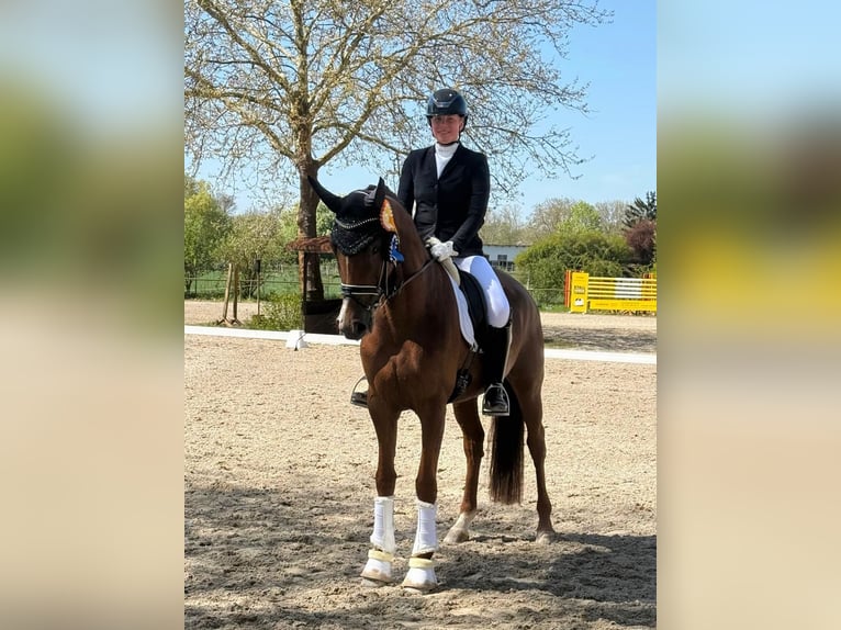 Baden-Wurtemberger Yegua 4 años 166 cm Alazán-tostado in Eppelheim