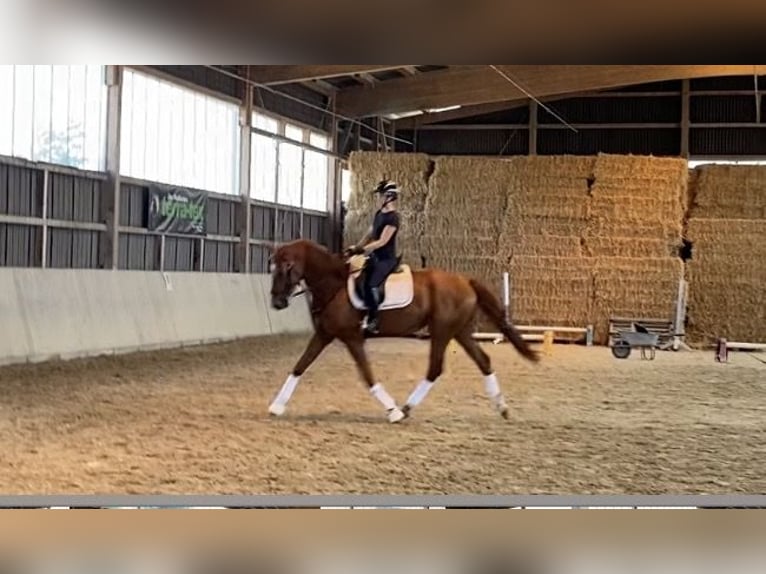 Baden-Wurtemberger Yegua 4 años 168 cm Alazán in Wehr