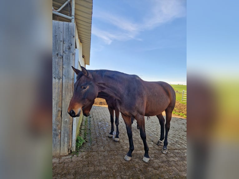 Baden-Wurtemberger Yegua 4 años 172 cm Castaño in Eberdingen