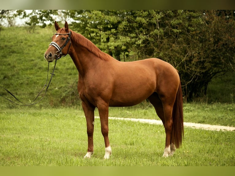 Baden-Wurtemberger Yegua 5 años 167 cm Alazán in Westerheim