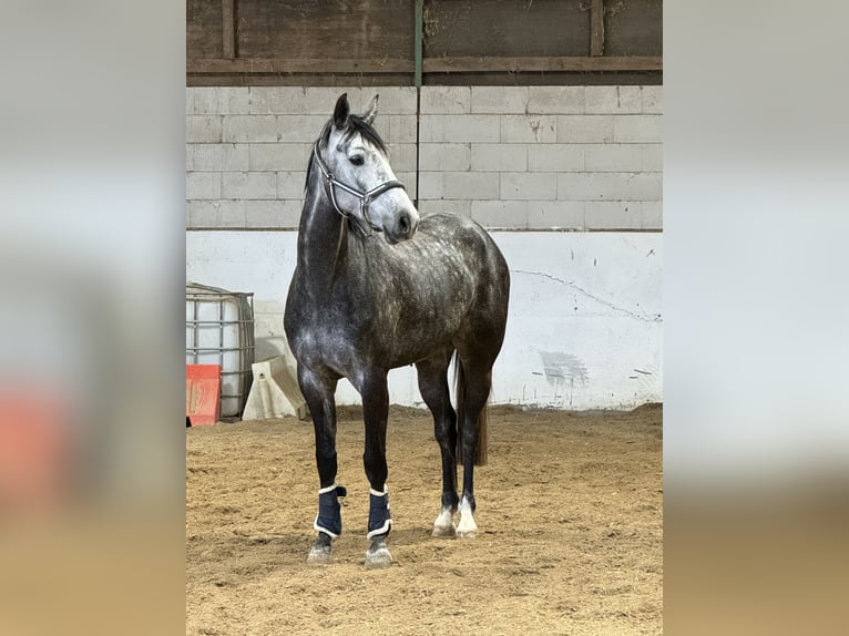 Baden-Wurtemberger Yegua 5 años 170 cm Tordo in Lörrach