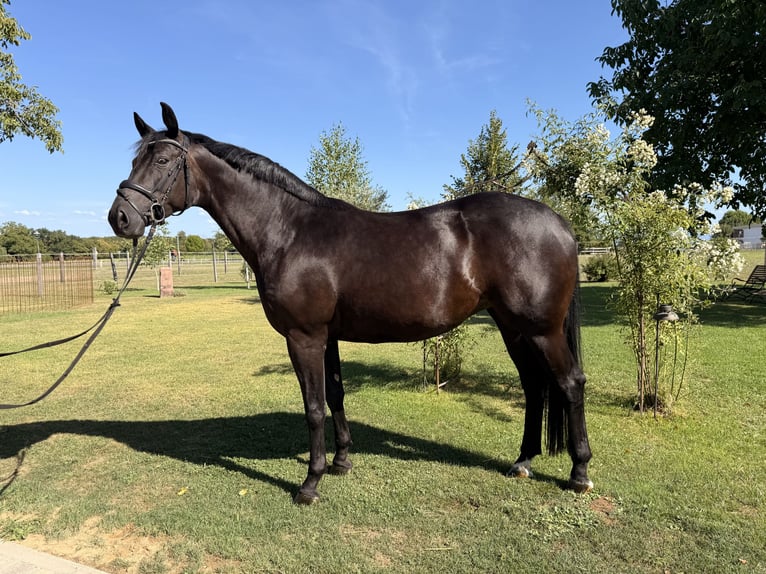 Baden-Wurtemberger Yegua 6 años 163 cm Negro in Weisweil