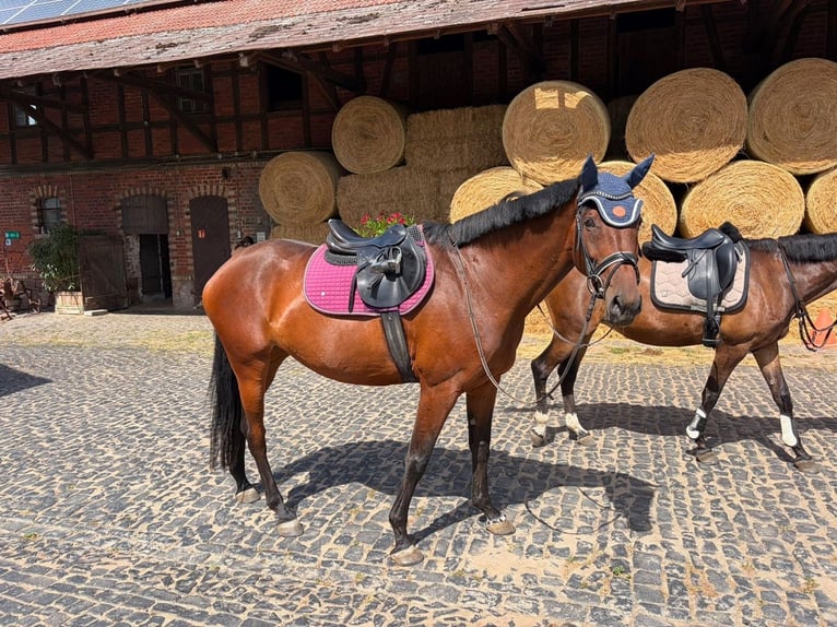 Baden-Wurtemberger Yegua 6 años 168 cm Castaño in Weimar