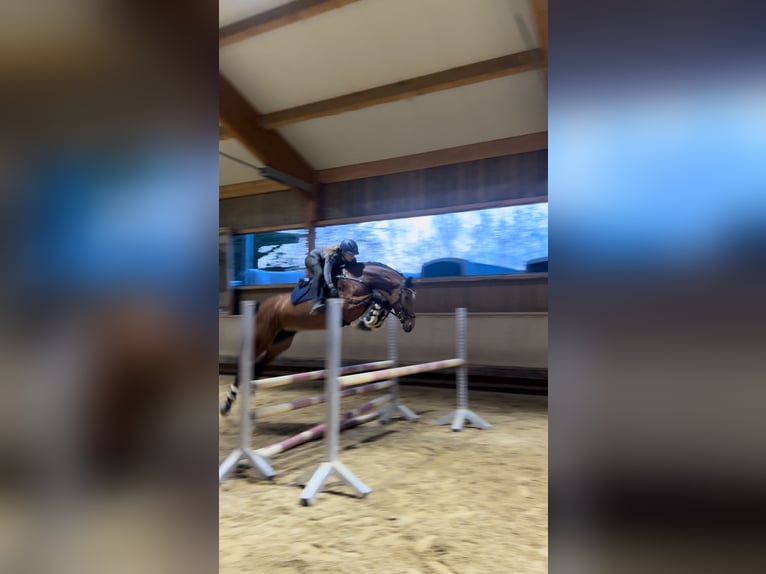 Baden-Wurtemberger Yegua 8 años 163 cm Castaño in Fürstenfeldbruck