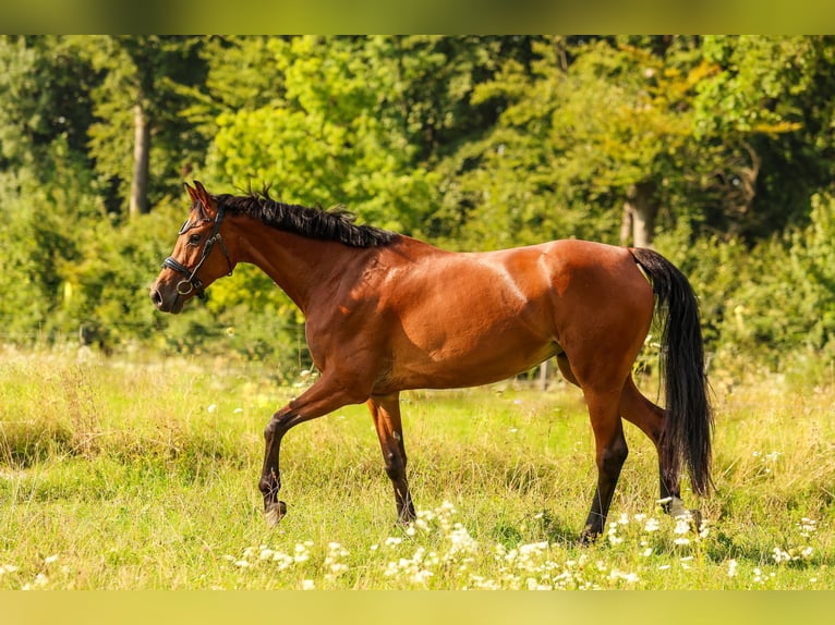 Baden-Wurtemberger Yegua 8 años 163 cm Castaño in Fürstenfeldbruck