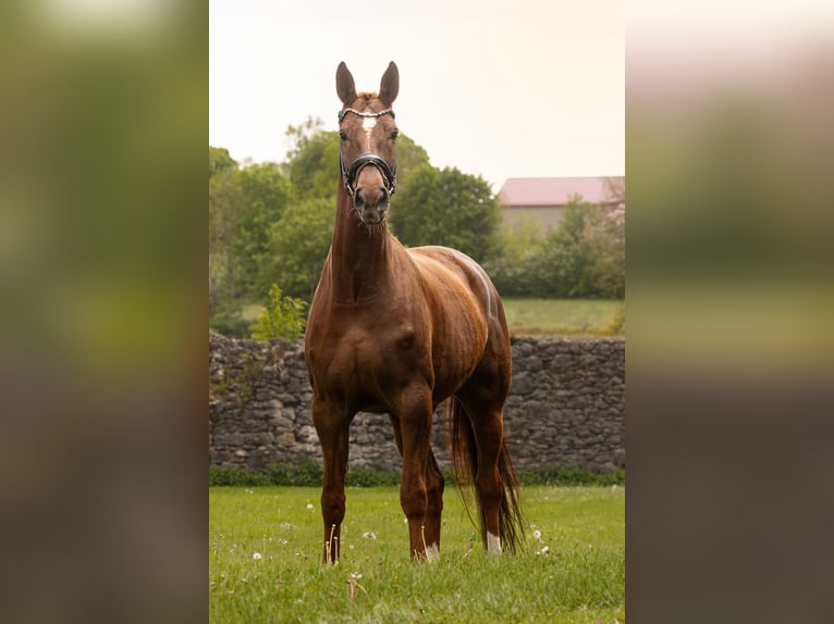 Baden-Wurtemberger Yegua 8 años 170 cm Alazán in Hayingen