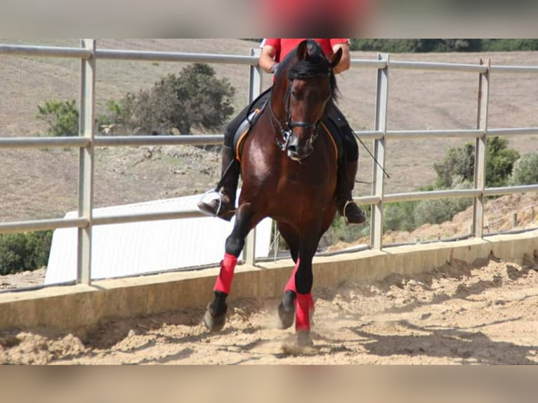 BAILAOR AM GEKÖRT, VIELE ANCCE FOHLEN! TG- SPERMA! PRE Semental Castaño in Vejer de la Frontera