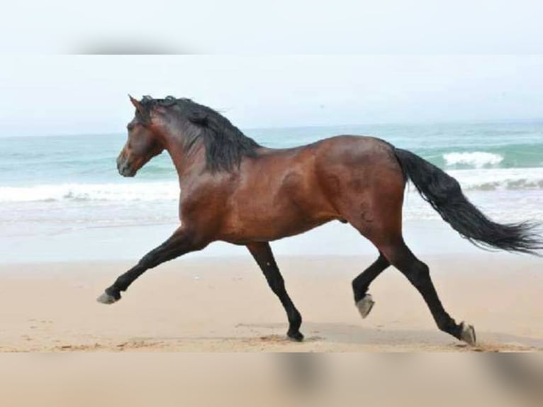 BAILAOR AM GEKÖRT, VIELE ANCCE FOHLEN! TG- SPERMA! PRE Stallion Brown in Vejer de la Frontera