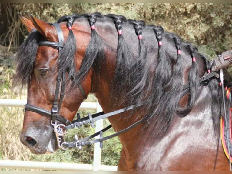 BAILAOR AM GEKÖRT, VIELE ANCCE FOHLEN! TG- SPERMA! PRE Stallion Brown in Vejer de la Frontera