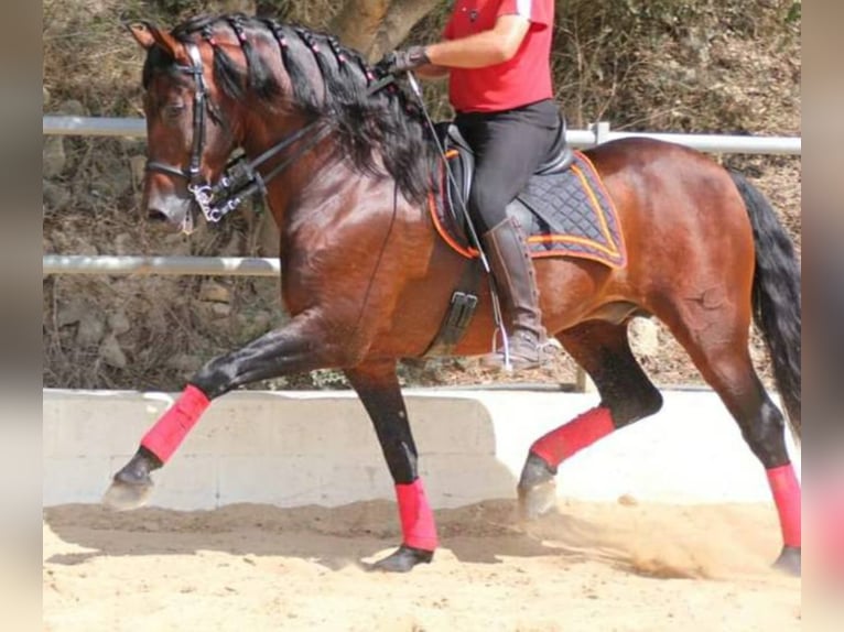 BAILAOR AM GEKÖRT, VIELE ANCCE FOHLEN! TG- SPERMA! PRE Stallone Baio in Vejer de la Frontera