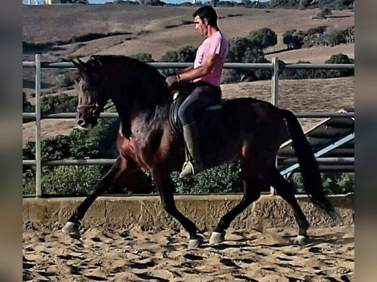 BAILAOR AM GEKÖRT, VIELE ANCCE FOHLEN! TG- SPERMA! PRE Stallone Baio in Vejer de la Frontera
