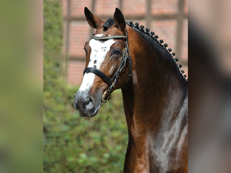 BALOU DU ROUET Oldenburger Hengst Bruin in Steinfeld (Oldenburg)