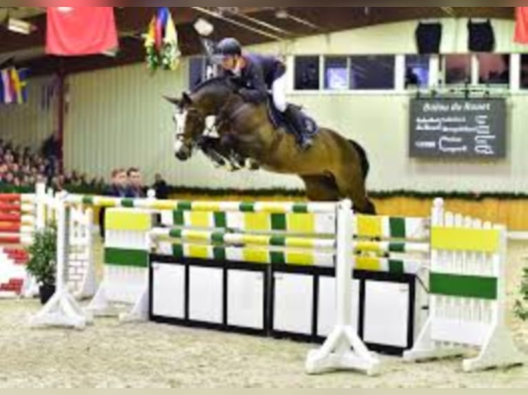 BALOU DU ROUET Oldenburger Hengst Bruin in Steinfeld (Oldenburg)