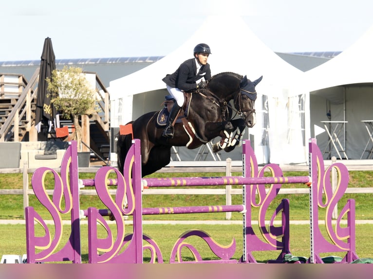 BALOUTAIRE PS Oldenburg-International (OS) Stallion in Steinfeld (Oldenburg)