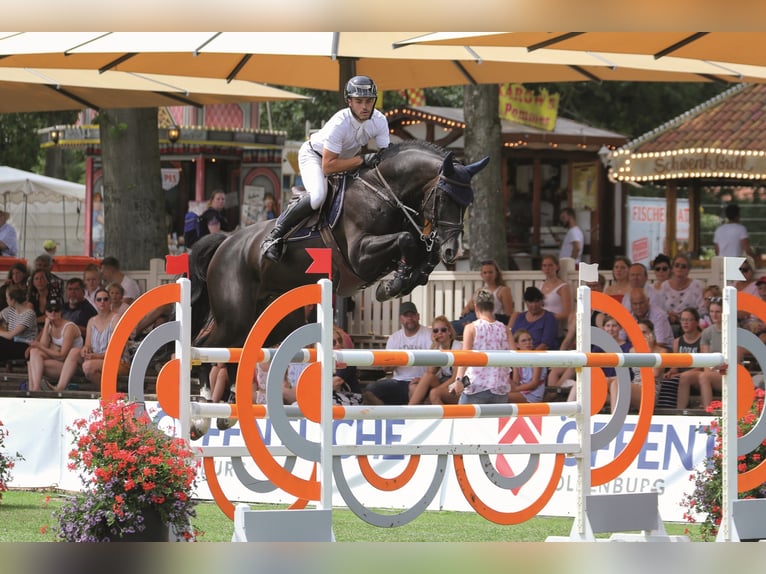 BALOUTAIRE PS Oldenburg Stallone Morello in Steinfeld (Oldenburg)