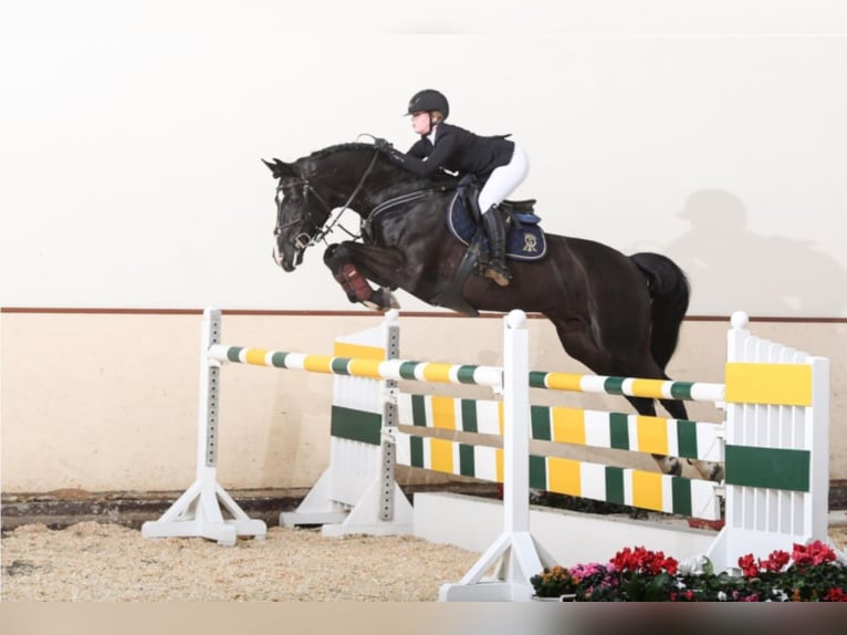 BALOUTAIRE PS Oldenburger Springpferd Hengst Rappe in Steinfeld (Oldenburg)