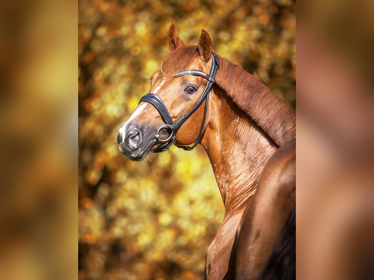 BALZACI Westfalisk häst Hingst fux in Werder