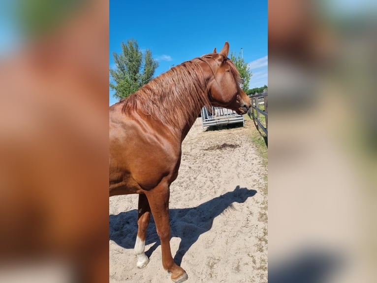 Baraguil V.S. Koń czystej krwi arabskiej Ogier Kasztanowata in Zuidbroek