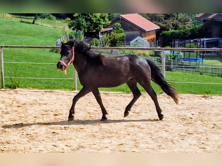 Bardigiano Caballo castrado 2 años 143 cm Castaño oscuro in Oberstaufen